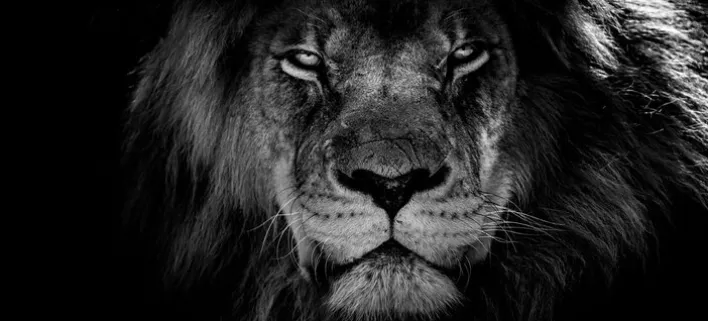 BÖNNINGHOFF Bild LÖWE 200 x 90 cm