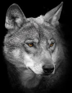 BÖNNINGHOFF Bild WOLF 46 x 61 cm