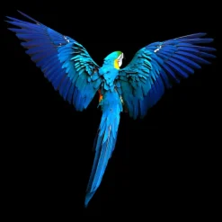 PRO ART Alu-Art Bild BLUE PARROT 98 x 98 cm mehrfarbig