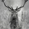 PRO ART Alu-Art Bild GREY DEER HEAD II 70 x 98 cm