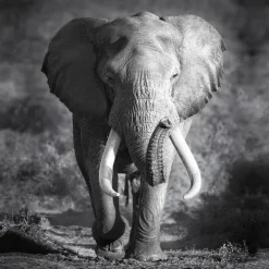 PRO ART Canvas-Art Bild GREY ELEPHANT HEAD 27 x 27 cm schwarz/ weiß