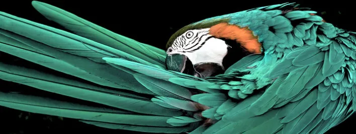 PRO ART Glas Art Bild GREEN PARROT 125 x 50 cm